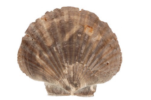 Flabellipecten farterculus